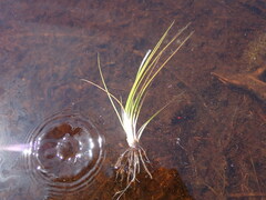Isoetes occidentalis