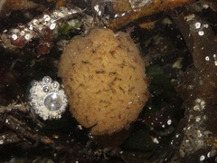 Polyclinum aurantium