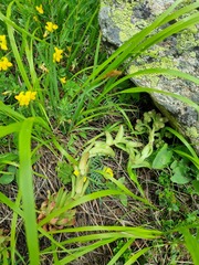 Sempervivum caucasicum