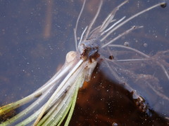 Isoetes occidentalis