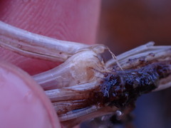 Isoetes occidentalis