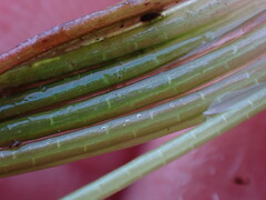 Isoetes occidentalis