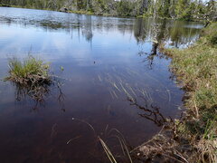 Isoetes occidentalis