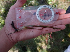 Isoetes occidentalis