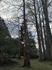 Arbutus menziesii