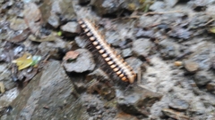 Nyssodesmus python