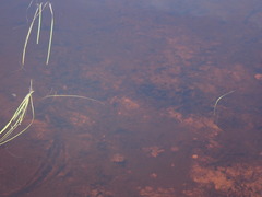 Isoetes occidentalis