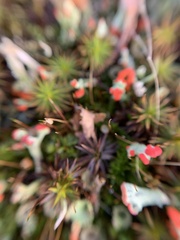 Cladonia pleurota
