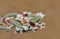 Polygonum maritimum