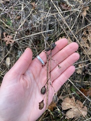 Camassia quamash