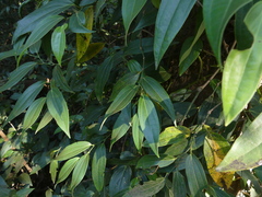 Piper dravidii