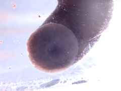 Haemopis