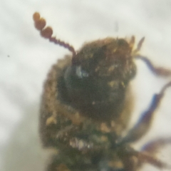 Stephanopachys quadricollis