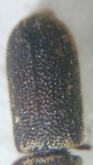 Stephanopachys quadricollis