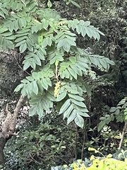 Juglans ailantifolia
