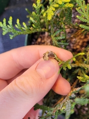 Argyresthia thuiella