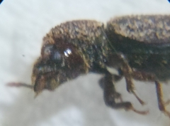 Stephanopachys quadricollis