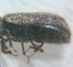 Stephanopachys quadricollis