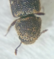 Stephanopachys quadricollis