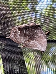 Charaxinae