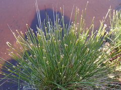 Trichophorum cespitosum