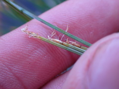 Trichophorum cespitosum