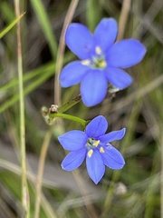 Aristea abyssinica
