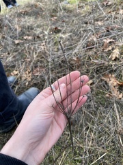 Lomatium nudicaule