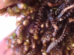 Marsupella emarginata