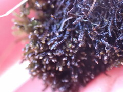 Marsupella emarginata