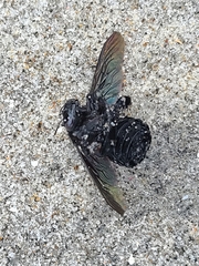 Xylocopa fimbriata