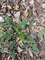 Daucus carota