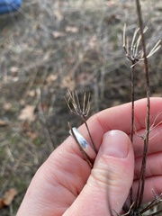 Lomatium nudicaule