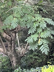Juglans ailantifolia
