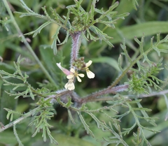 Carrichtera annua