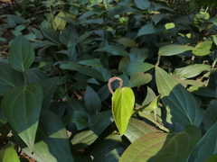 Piper dravidii