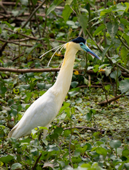 Pilherodius pileatus