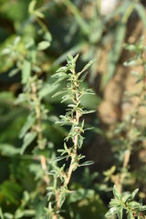 Amaranthus graecizans
