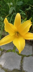 Hemerocallis