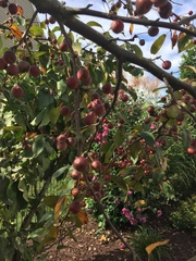 Malus floribunda