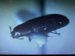 Cerylonidae