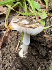Amanita constricta