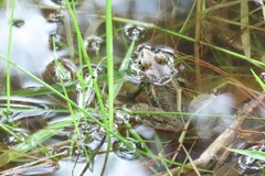 Lithobates lenca