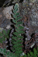 Cosentinia vellea image