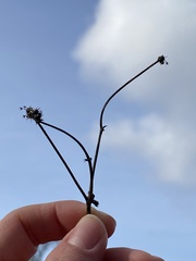 Sanicula crassicaulis