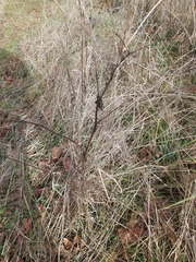 Sanicula crassicaulis