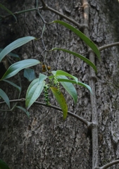 Piper dravidii