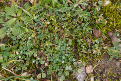 Medicago lupulina