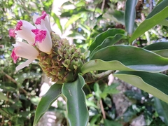 Costaceae