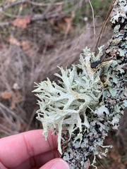 Evernia prunastri